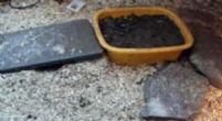 Indoor site using washing up bowl for smaller tortoises - click to enlarge